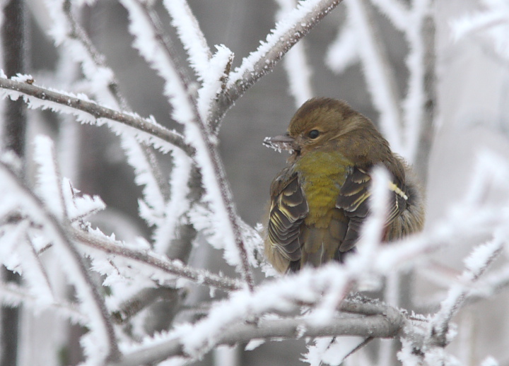 vari passeriformi e auguri